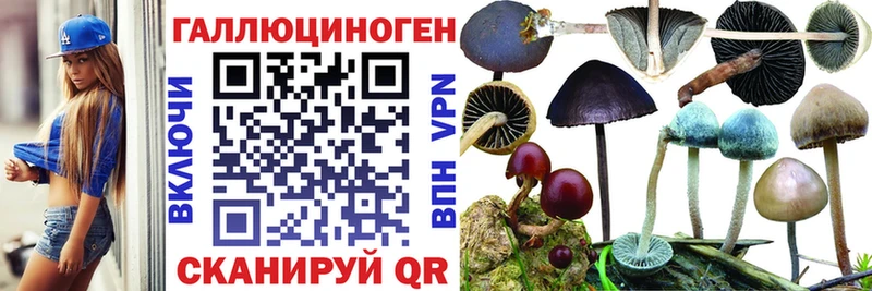 ссылка на мегу вход Гусев Псилоцибиновые грибы GOLDEN TEACHER